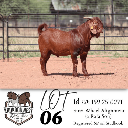 1 X KALAHARI RED FLOCK ON TEAT BUCK Krokodilnest Stoet