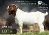 1 X BOER GOAT FLOCK BUCK Alvin Steenkamp Boer Goat Stud