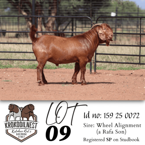 1 X KALAHARI RED STUD BUCK Krokodilnest Stoet