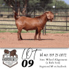 1 X KALAHARI RED STUD BUCK Krokodilnest Stoet
