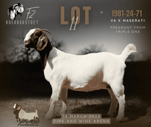 1 X BOER GOAT STUD PREGNANT DOE F2 Boerbokstoet