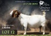 1 X BOER GOAT STUD PREGNANT DOE Alvin Steenkamp Boer Goat Stud