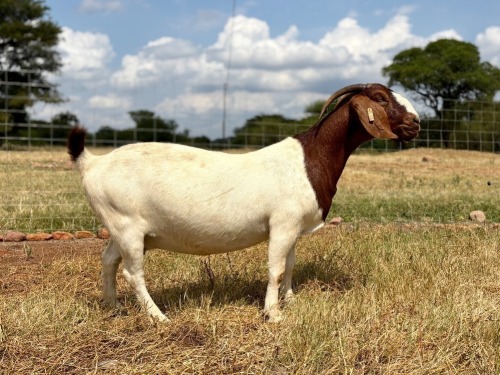 1 X BOER GOAT STUD PREGNANT DOE Wimi Sada Boerbokstoet