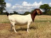 1 X BOER GOAT STUD PREGNANT DOE Wimi Sada Boerbokstoet