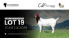 WITHDRAWN - 1 X BOER GOAT DOE VEA Stud Breeders