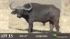 1 x Bul/Bull