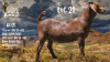 1 X KALAHARI RED FLOCK DOE Van Staden Kalahari Red Stud