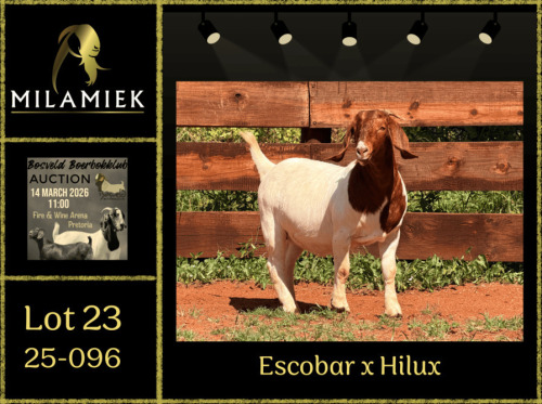 WITHDRAWN - 1 X BOER GOAT DOE Milamiek boerbokstoet
