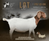 1+2 X BOER GOAT STUD DOE F2 Boerbokstoet