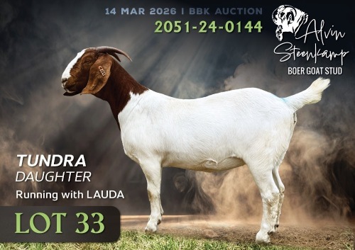WITHDRAWN - 1 X BOER GOAT DOE Alvin Steenkamp Boer Goat Stud