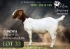 WITHDRAWN - 1 X BOER GOAT DOE Alvin Steenkamp Boer Goat Stud