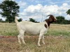 1 X BOER GOAT FLOCK PREGNANT DOE Wimi Sada Boerbokstoet