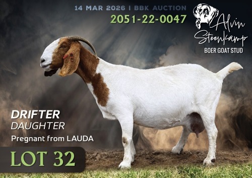 1 X BOER GOAT FLOCK PREGNANT DOE Alvin Steenkamp Boer Goat Stud