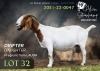 1 X BOER GOAT FLOCK PREGNANT DOE Alvin Steenkamp Boer Goat Stud