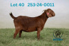 WITHDRAWN - 1 X KALAHARI RED DOE Ronwil Reds