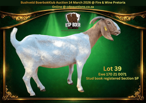 1 X BOER GOAT STUD PREGNANT DOE ESP Boer Goat Stud