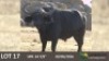 1 x Bul/Bull