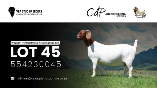 1 X BOER GOAT FLOCK PREGNANT DOE VEA Stud Breeders