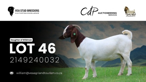 WITHDRAWN - 1 X BOER GOAT DOE VEA Stud Breeders
