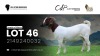 WITHDRAWN - 1 X BOER GOAT DOE VEA Stud Breeders