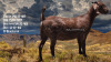 1 X KALAHARI RED FLOCK DOE Van Staden Kalahari Red Stud