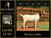 1 X BOER GOAT FLOCK DOE Milamiek boerbokstoet