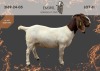 1 X BOER GOAT FLOCK ON COLOUR DOE EMWIL Boer goat Stud