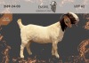 1 X BOER GOAT FLOCK DOE EMWIL Boer goat Stud