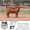 1 X KALAHARI RED STUD DOE Krokodilnest Stoet
