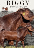 1 X KALAHARI RED STUD DOE Krokodilnest Stoet - 2