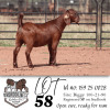 1 X KALAHARI RED STUD DOE Krokodilnest Stoet