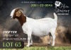 1+1 X BOER GOAT FLOCK DOE Alvin Steenkamp Boer Goat Stud
