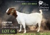 1+2 X BOER GOAT FLOCK DOE Alvin Steenkamp Boer Goat Stud