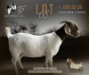 1 X BOER GOAT FLOCK DOE F2 Boerbokstoet