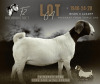 1 X BOER GOAT FLOCK ON REGISTRATION PREGNANT DOE F2 Boerbokstoet