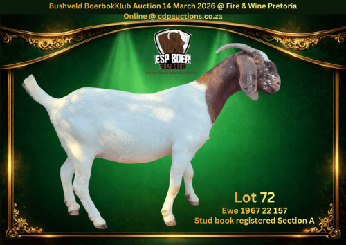 1 X BOER GOAT FLOCK PREGNANT DOE ESP Boer Goat Stud