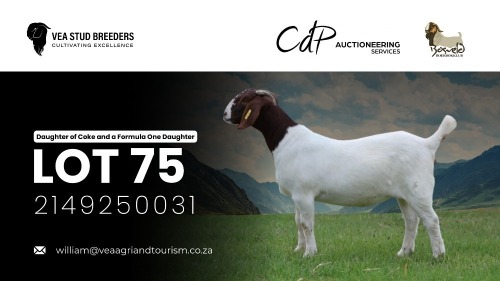 WITHDRAWN - 1 X BOER GOAT DOE VEA Stud Breeders