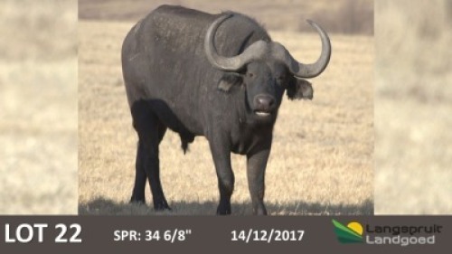 1 x Bul/Bull