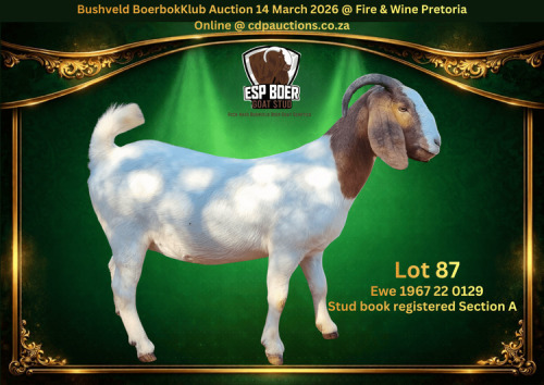 1 X BOER GOAT FLOCK PREGNANT DOE ESP Boer Goat Stud