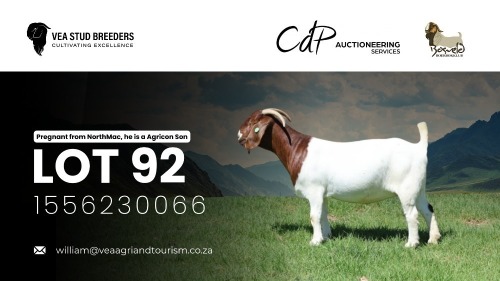 1 X BOER GOAT FLOCK PREGNANT DOE VEA Stud Breeders