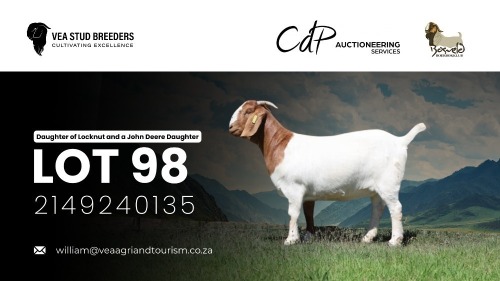 1 X BOER GOAT FLOCK DOE VEA Stud Breeders