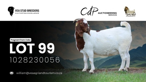 1 X BOER GOAT FLOCK PREGNANT DOE VEA Stud Breeders