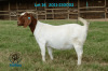1 X BOER GOAT STUD PREGNANT DOE Ronwil Boerbokstoet
