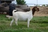 1 X BOER GOAT STUD PREGNANT DOE Ronwil Boerbokstoet - 2
