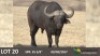 1 x Bul/Bull