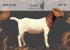 1 X BOER GOAT STUD DOE EMWIL Boer goat Stud