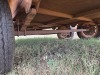 1 X Double Axle Kiwi Trailer Dave Kriel - 7
