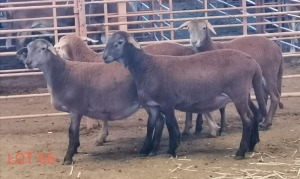 LOT 66 4X MEATMASTER OOI/EWE THERONJE MEATMASTERS (PER STUK OM LOT TE NEEM/PER PIECE TO TAKE THE LOT)