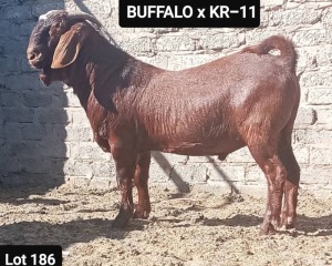 1 X KALAHARI RED RAM NO VAT