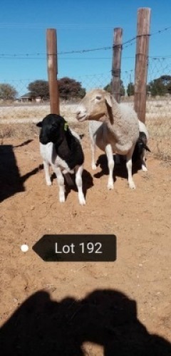 1 X OOI/EWE + 2 LAMB NO VAT